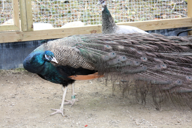 Jepo Påfugle - Peafowl, Pauw, Pfauen, Pavone, Pavo Real, Påfågel ...