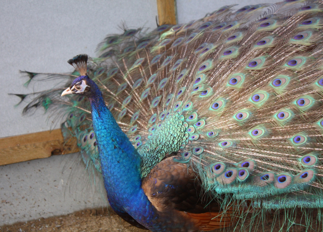 Jepo Påfugle - Peafowl, Pauw, Pfauen, Pavone, Pavo Real, Påfågel ...